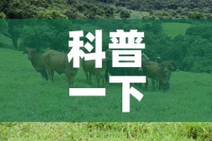 科普一下“微信牛牛群斗牛群”房卡使用教程
