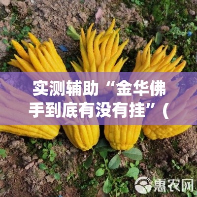 实测辅助“金华佛手到底有没有挂”(透视)其实确实有挂