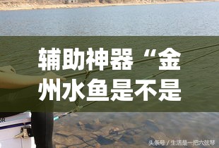 辅助神器“金州水鱼是不是有挂”专业师傅带你一起了解(确实有挂